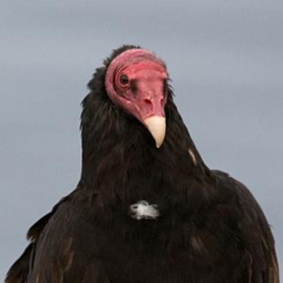 cathartidae